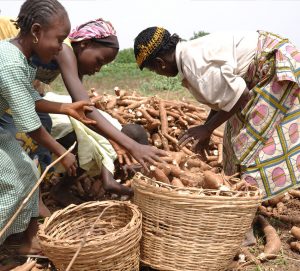 cassava production in Nigeria