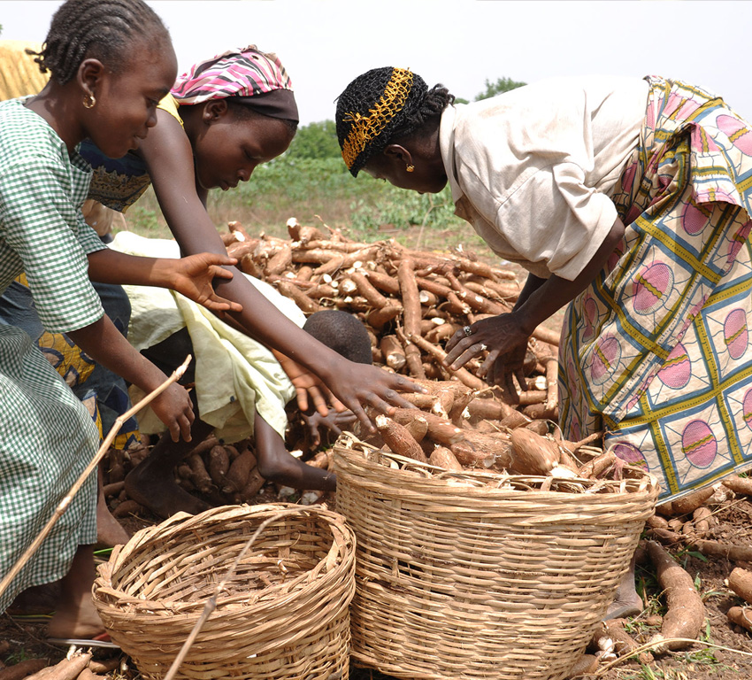 cassava production in Nigeria