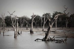 FAO Provides Urgent Support to Flood Victims in Rwanda