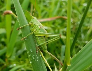 locusts control software in east africa