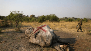 more than 300 elephants have died mysteriously