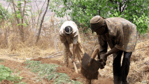 farmers tilting soil