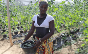 A woman farmer in Mali