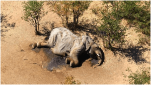 Botswana authorities identify cause of mysterious elephant deaths