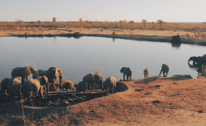 China invade Zimbabwe National park