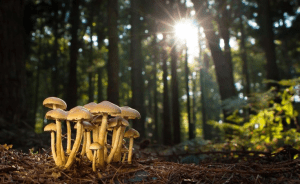 Mushroom Farming Zimbabwe