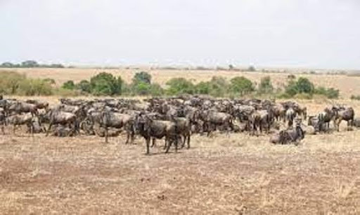 Wildlife in Tanzania and Kenya is under threat due to climate change, according to a local conservationist group that observes the migration of wild animals.