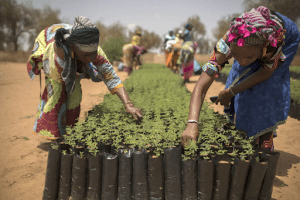 A new study led by the Food and Agriculture Organization of the United Nations (FAO) and published in Nature Sustainability shows that Africa's Great Green Wall (GGW) programme to combat desertification in the Sahel region is not only critical to the fight against climate change but also makes commercial sense for investors.