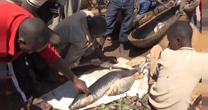 Kirundo province, the northern region of Burundi, was particularly threatened by desertification which made Lake Rweru under concern. But the efforts that were put in to protect its buffer zone due to which already fish production is on the rise.