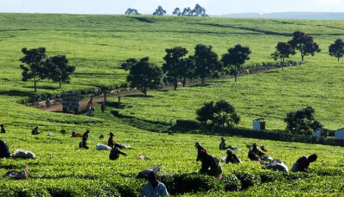 Green Climate Fund Supports Kenya with $130 Million